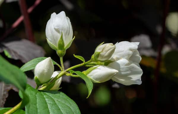 Philadelphus x Snow White™ - Mock Orange - Image 2
