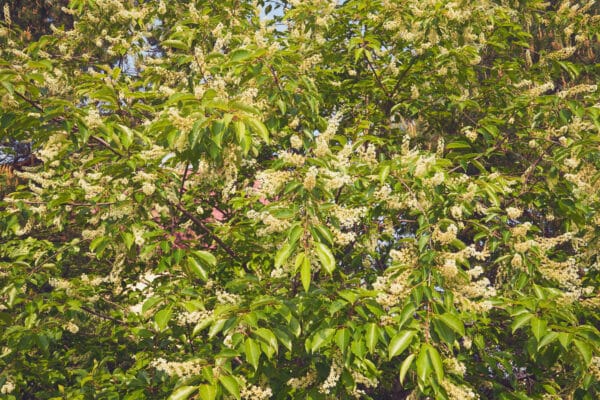 Prunus serotina - Black Cherry - Image 2