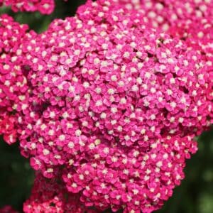 Achillea millefolium Saucy Seduction - Yarrow