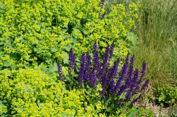Salvia May Night - Sage - Image 2
