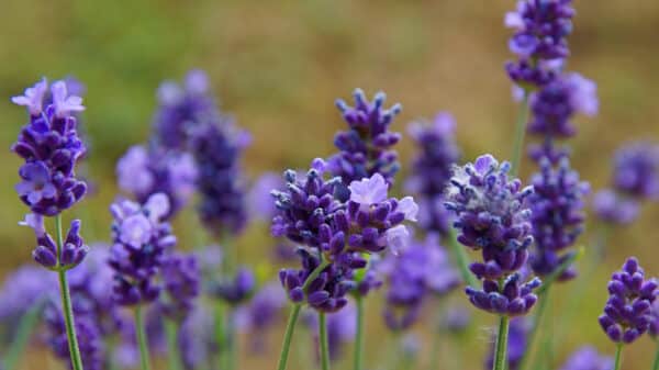 Lavandula intermedia Deep Blue - Lavender - Image 2