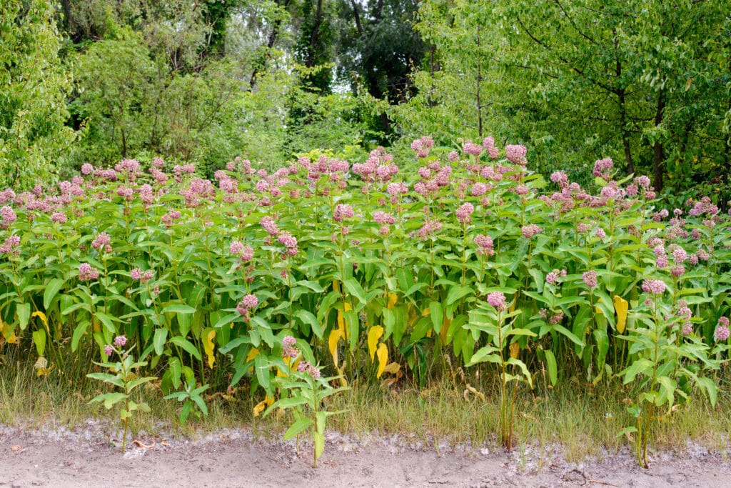 Rose Milkweed: Essential Native Plant for Monarch Butterflies 4 Pink and white Asclepias syriaca flowers and buds, also known as Milkweed with foraging bees