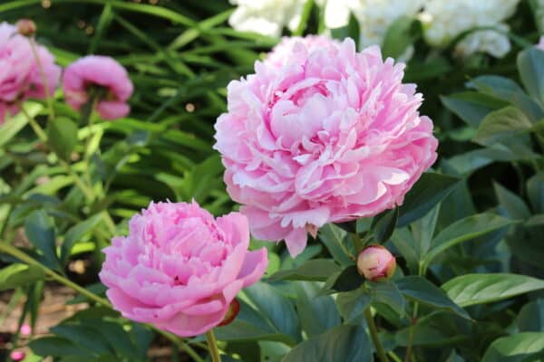 Paeonia lactiflora Sarah Bernhardt - Peony - Image 2