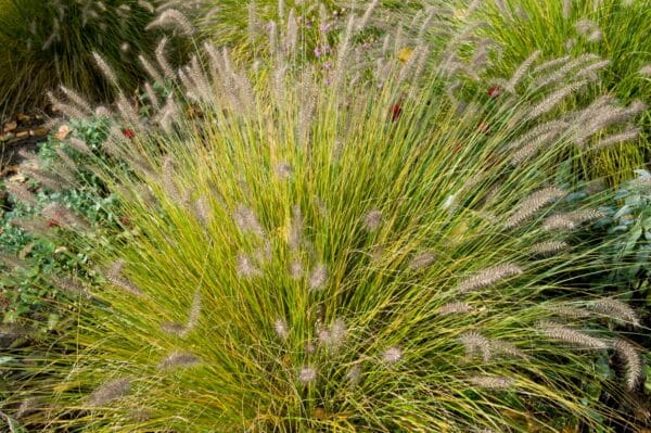 Pennisetum alopecuroides  Hameln - Dwarf Fountain Grass - Image 2