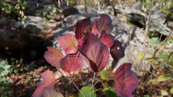 Viburnum acerifolium - Mapleleaf Viburnum - Image 2