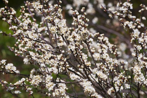 Prunus maritima - Beach Plum - Image 2