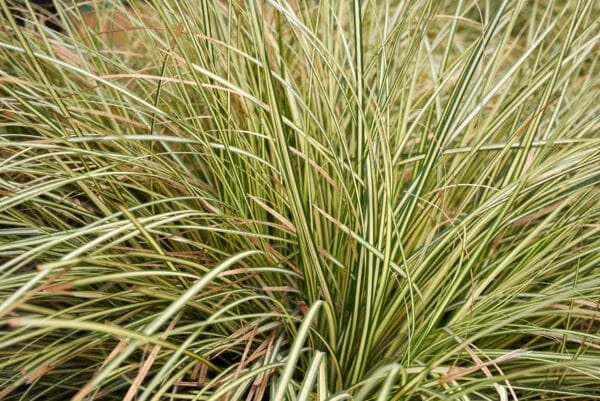 Carex oshimensis Evergold - Variegated Sedge - Image 2