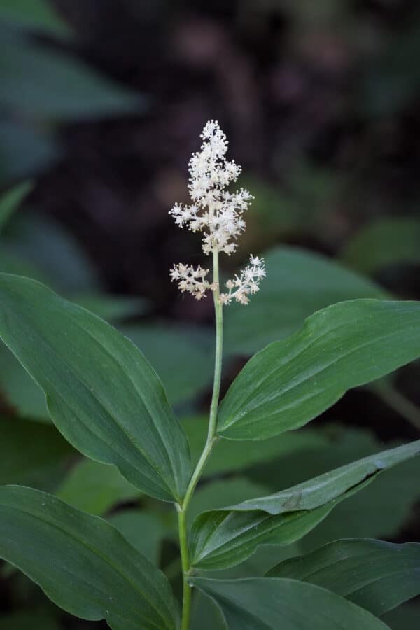 Maianthemum racemosum - False Solomon's Seal - Image 2