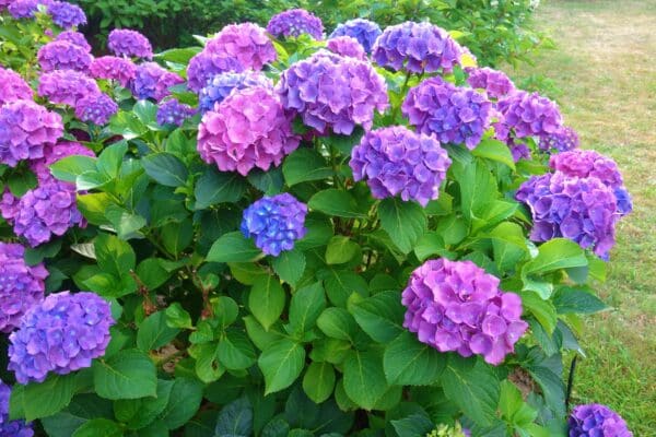 Hydrangea macrophylla Let's Dance Can Do - Hydrangea - Image 2
