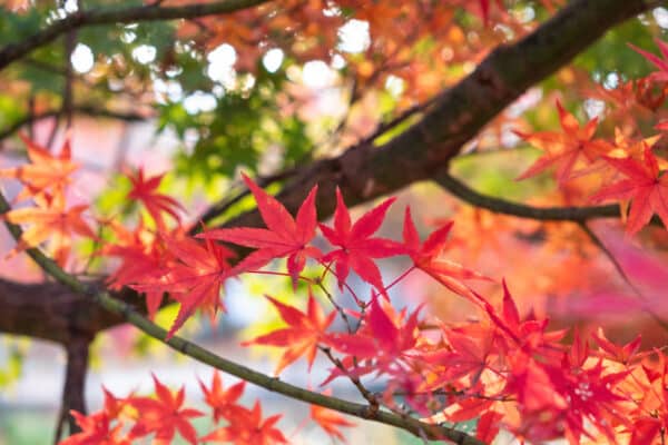 Acer rubrum Red Sunset® - Red Sunset Maple - Image 2