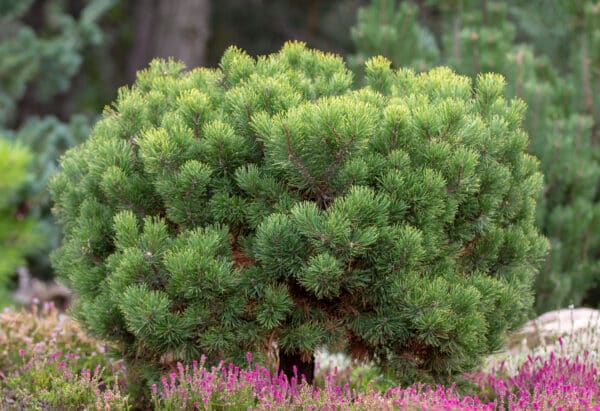 Pinus mugho Mughus - Dwarf Mountain pine - Image 2