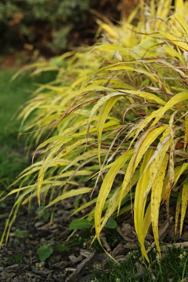 Hakonechloa macra All Gold - Gold Japanese Forest Grass - Image 2