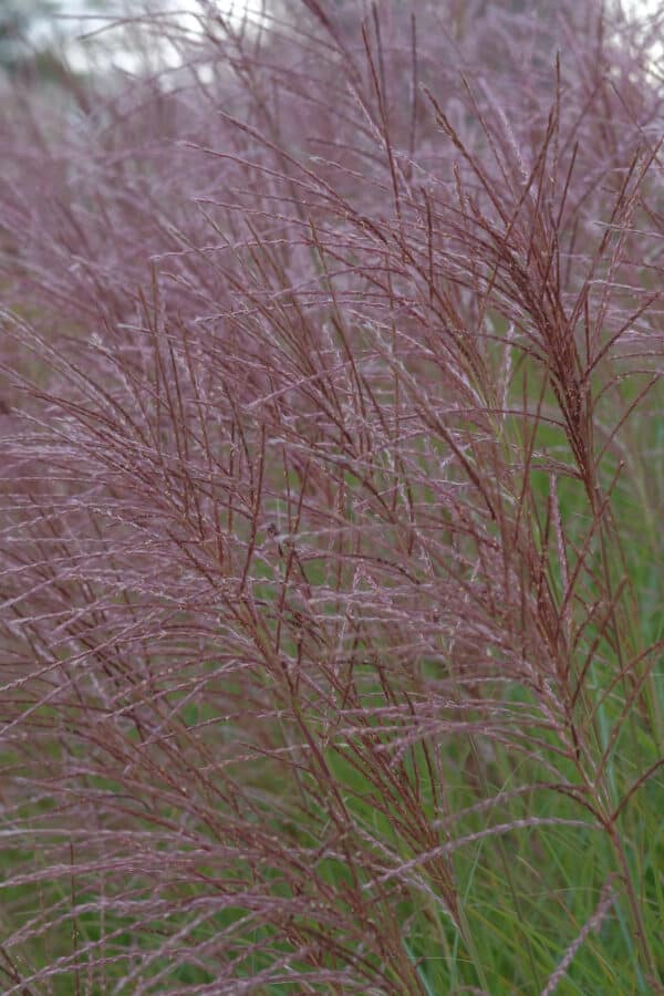 Miscanthus sinensis Gracillimus - Maiden Grass - Image 2
