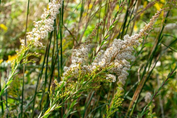 Solidago odora - Sweet Goldenrod - Image 2