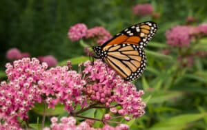 Monarch Butterfly pollinates rose milkweed plants in a meadow
