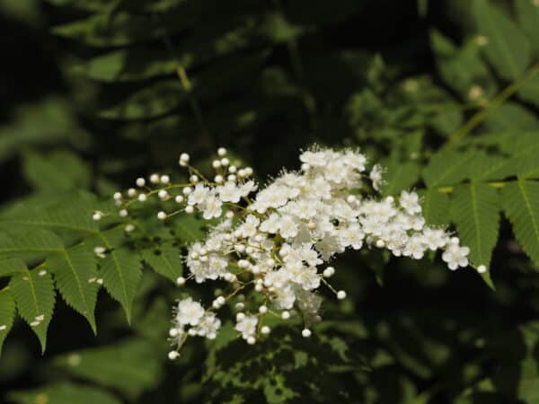 Viburnum prunifolium - Blackhaw Viburnum - Image 2