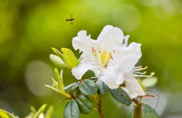 Azalea Gumpo White - Azalea - Image 2