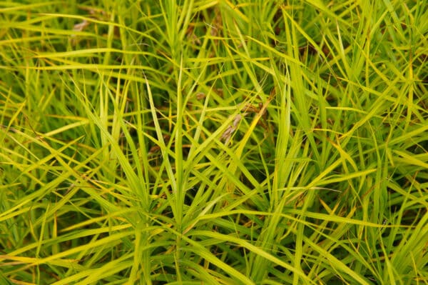 Carex muskingumensis - Palm Sedge - Image 2