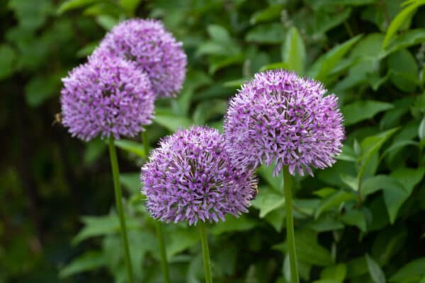 Allium Globemaster - Onion - Image 2