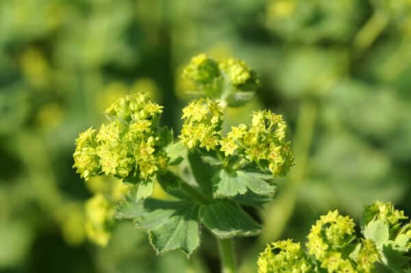 Alchemilla mollis Thriller - Lady's Mantle - Image 2