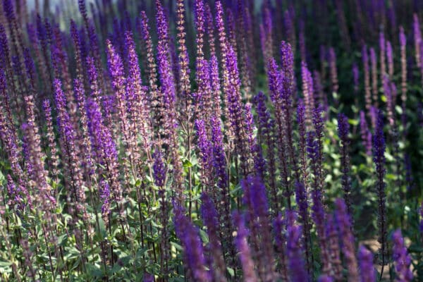 Salvia April Night - Sage - Image 2