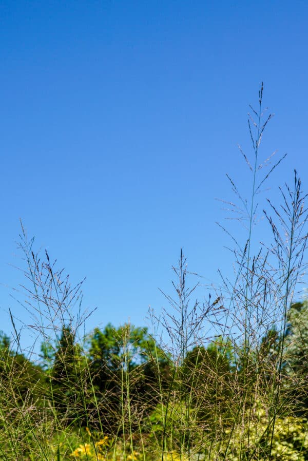 Molinia caerulea Skyracer - Skyracer Moor Grass - Image 2