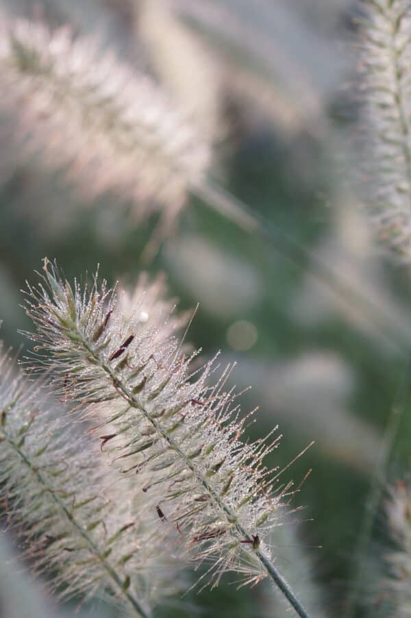 Pennisetum alopecuroides Little Bunny - Dwarf Fountain Grass - Image 2