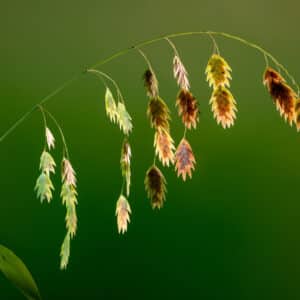 Chasmanthium latifolium - River Oats