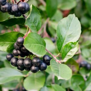 Aronia melanocarpa - Black Chokeberry
