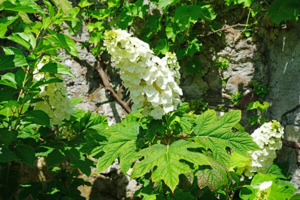 Hydrangea quercifolia Toy Soldier - Oakleaf Hydrangea - Image 2