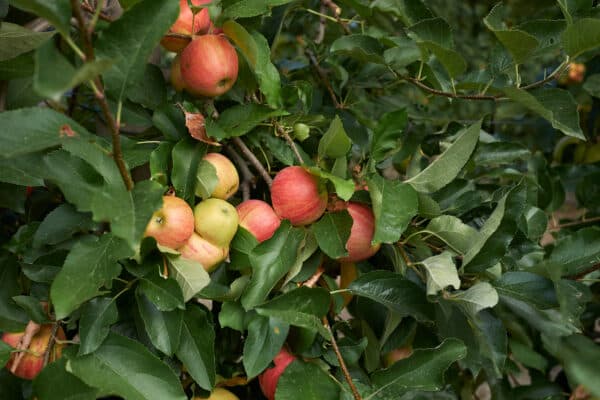 Malus domestica Gala - Apple - Image 2