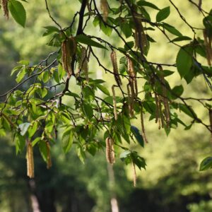 Alnus serrulata - Smooth Alder