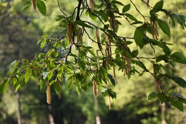 Alnus serrulata - Smooth Alder