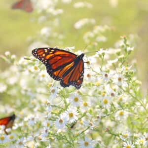 Aster ericoides Snow Flurry - White Aster