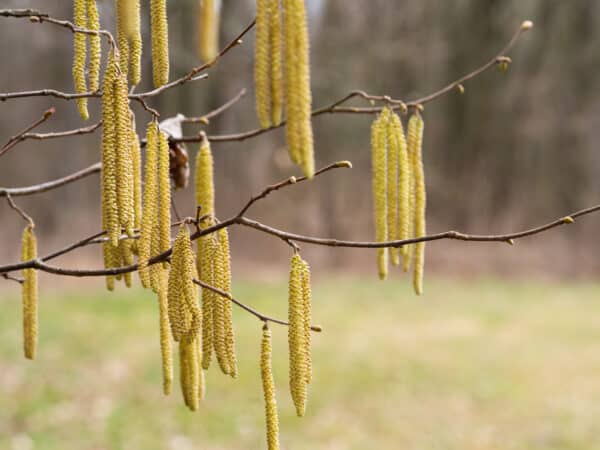 Alnus serrulata - Smooth Alder - Image 2
