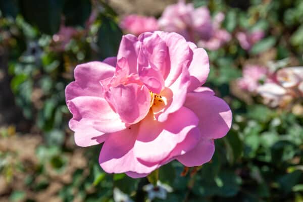 Rosa Blushing Knockout® - Knockout Rose - Image 2