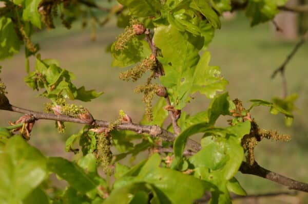 Quercus coccinea - Scarlet Oak - Image 2