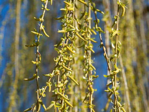 Salix alba tristis - Weeping Golden Willow - Image 2