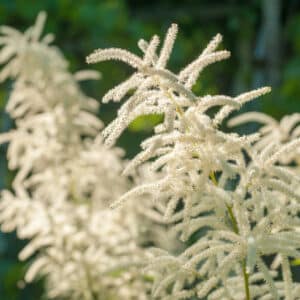 Astible japonica Deutschland - Astilbe