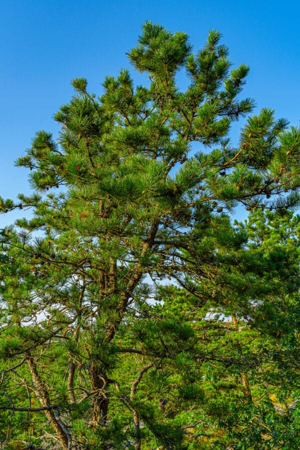 Pinus rigida - Pitch Pine - Image 2