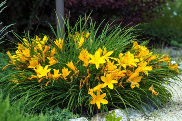 Hemerocallis hyperion - Daylily - Image 2