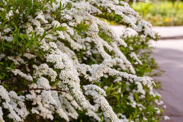 Spiraea nipponica Snowmound - Snowmound Spirea - Image 2