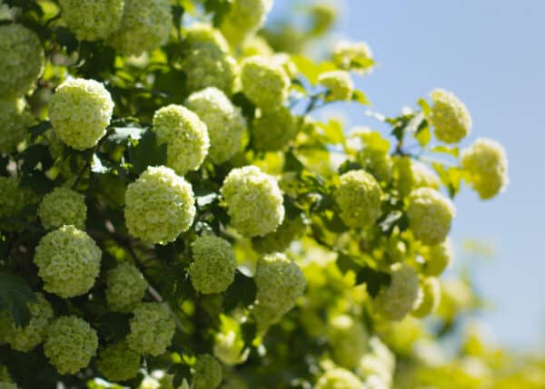 Hydrangea arborescens Annabelle - Annabelle Hydrangea - Image 3