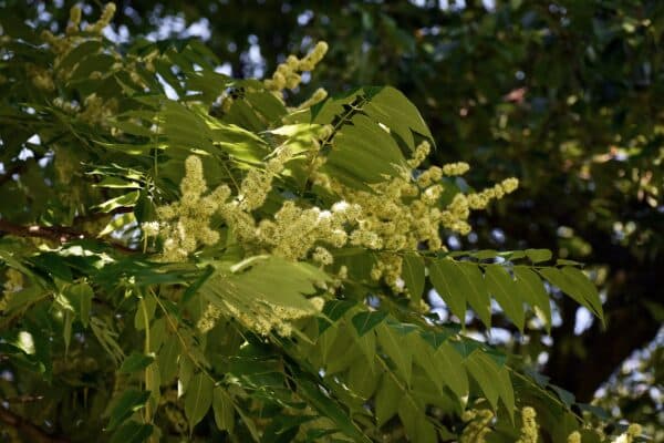 Rhus copallinum - Shining Sumac - Image 2