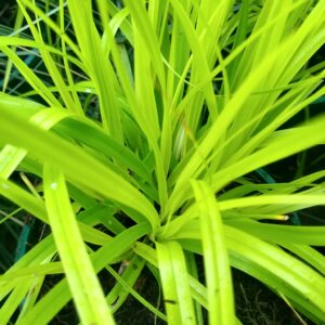 Carex oshimensis EverColor® Eversheen - Variegated Sedge