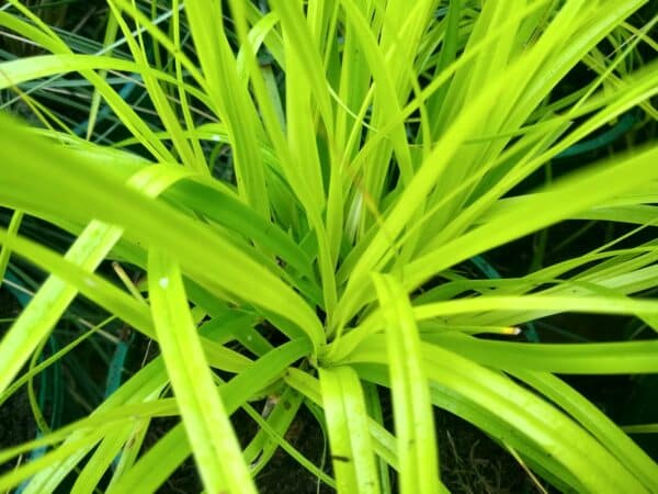 Carex oshimensis EverColor® Eversheen - Variegated Sedge