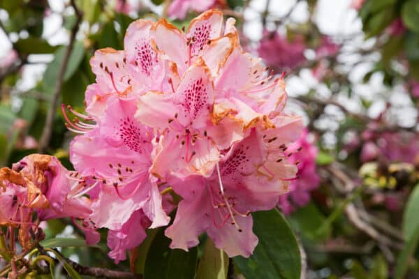 Rhododendron maximum Roseum - Rosebay Rhododendron - Image 2