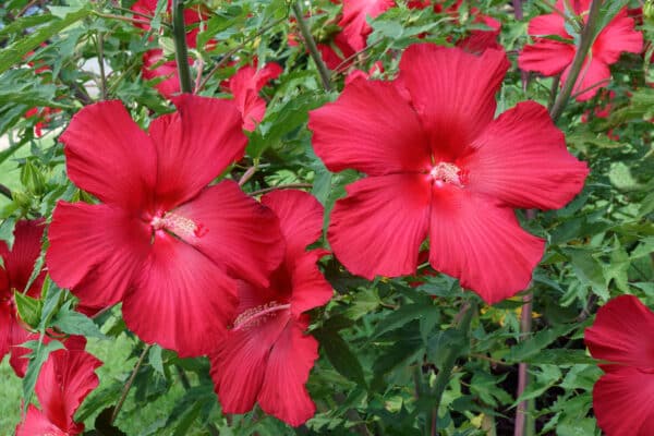 Hibiscus moscheutos 'Lord Baltimore' - Lord Baltimore Swamp Mallow - Image 2