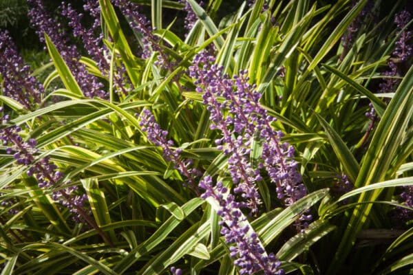Liriope muscari Variegata - Variegated lilyturf - Image 2