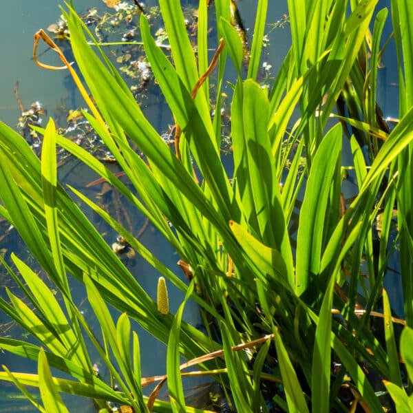 Acorus americanus - Sweet Flag - Image 2